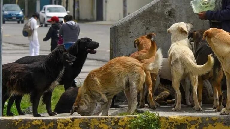 Perros-callejeros-atacan-y-matan-a-mujer-de-la-tercera-edad-e1724273759763