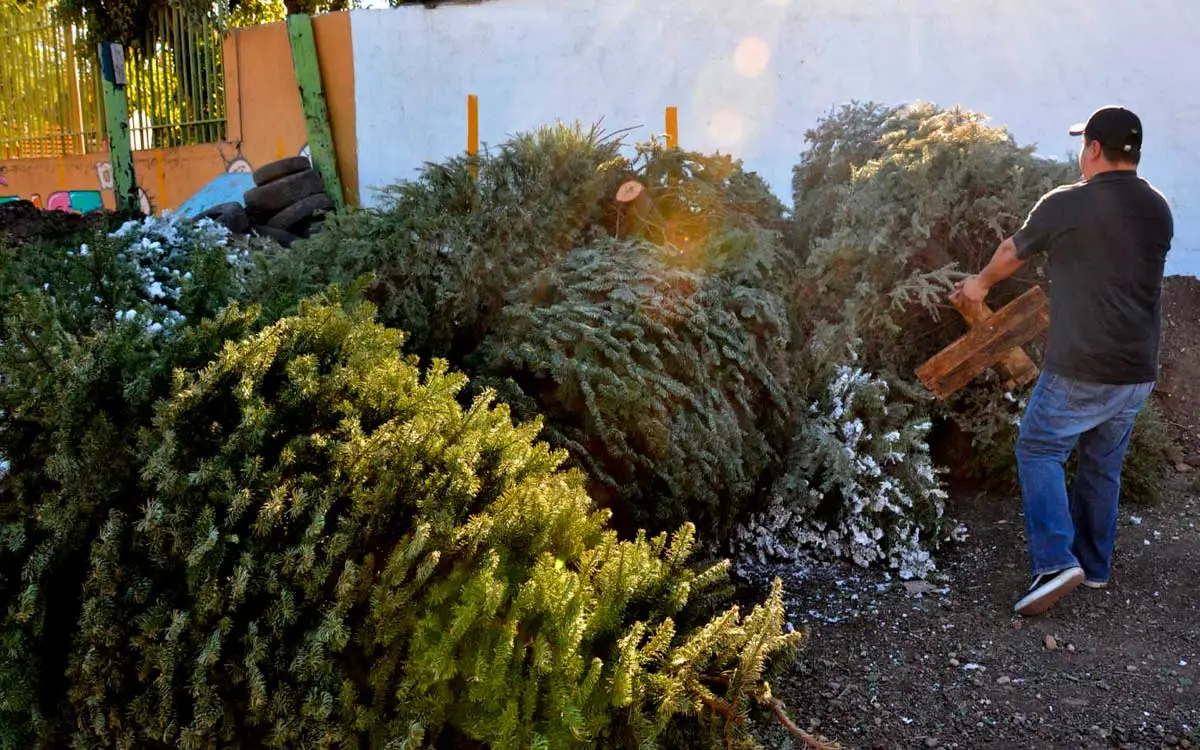 centro-de-acopio-para-reciclar-el-arbol-de-Navidad-natural-en-edomex-2024