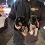 WhatsApp Image 2026-03-31 at 20.13.36