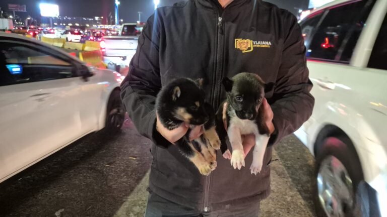 WhatsApp Image 2026-03-31 at 20.13.36