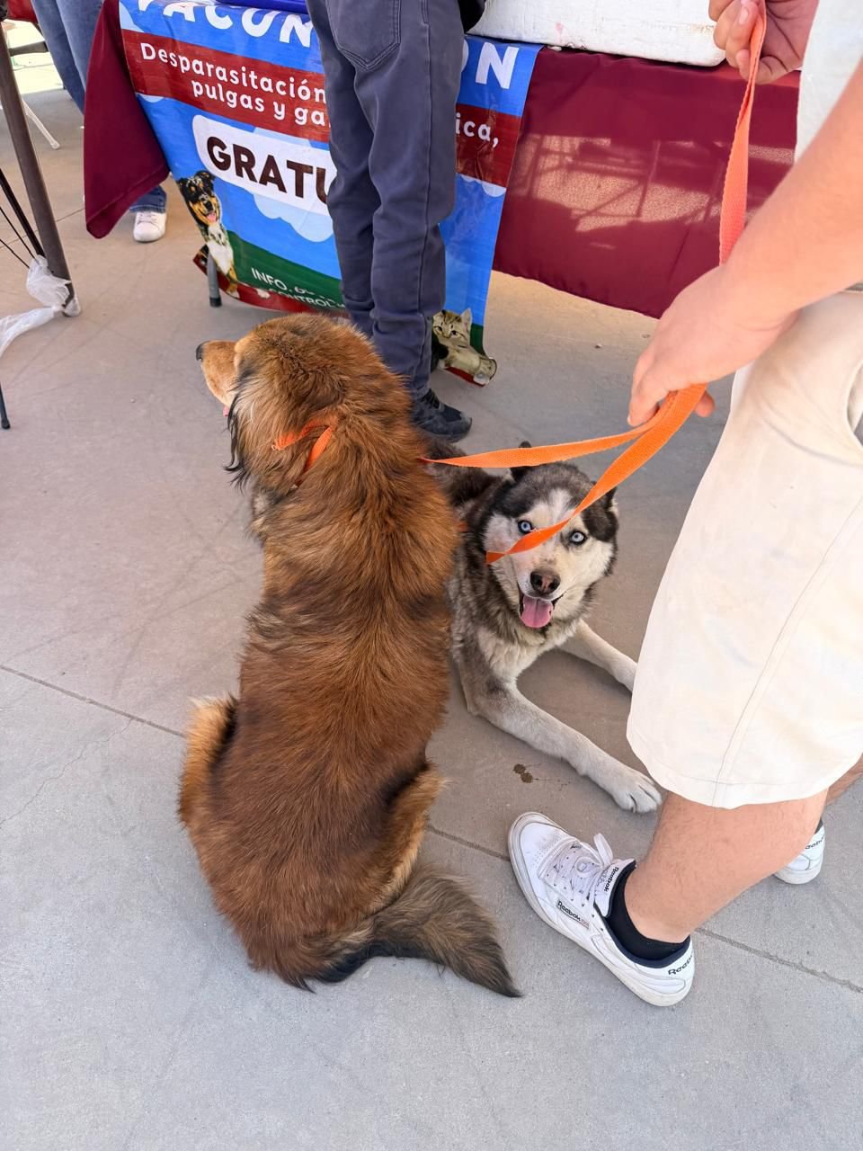 WhatsApp Image 2026-04-02 at 19.16.35 (1)