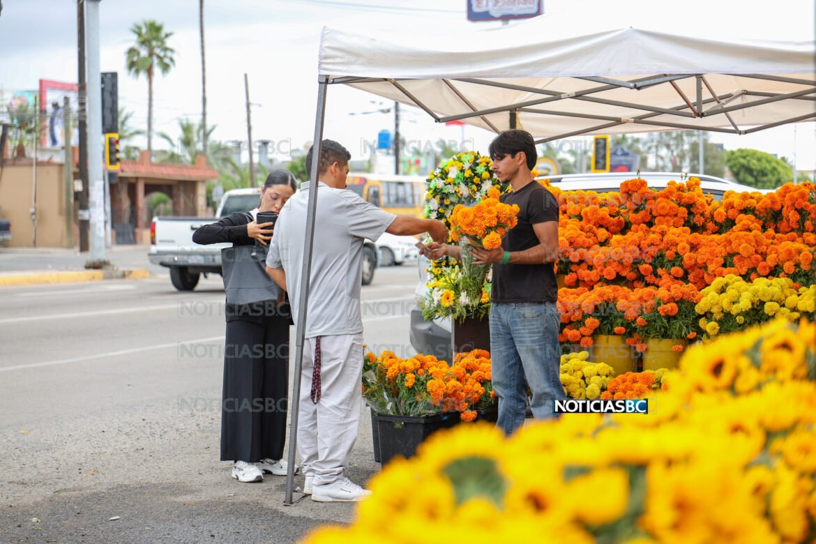 flor de cempasúchil rosarito